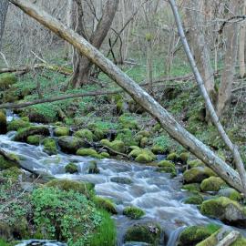 The Eternal Anticipation of Spring